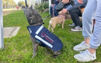 Keep your dog warm in Falcons colours this winter